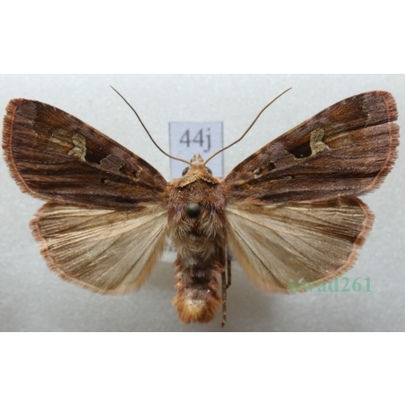 Diarsia brunnea (Denis & Schiffermüller, 1775) Rolnica brunatna Czech44j